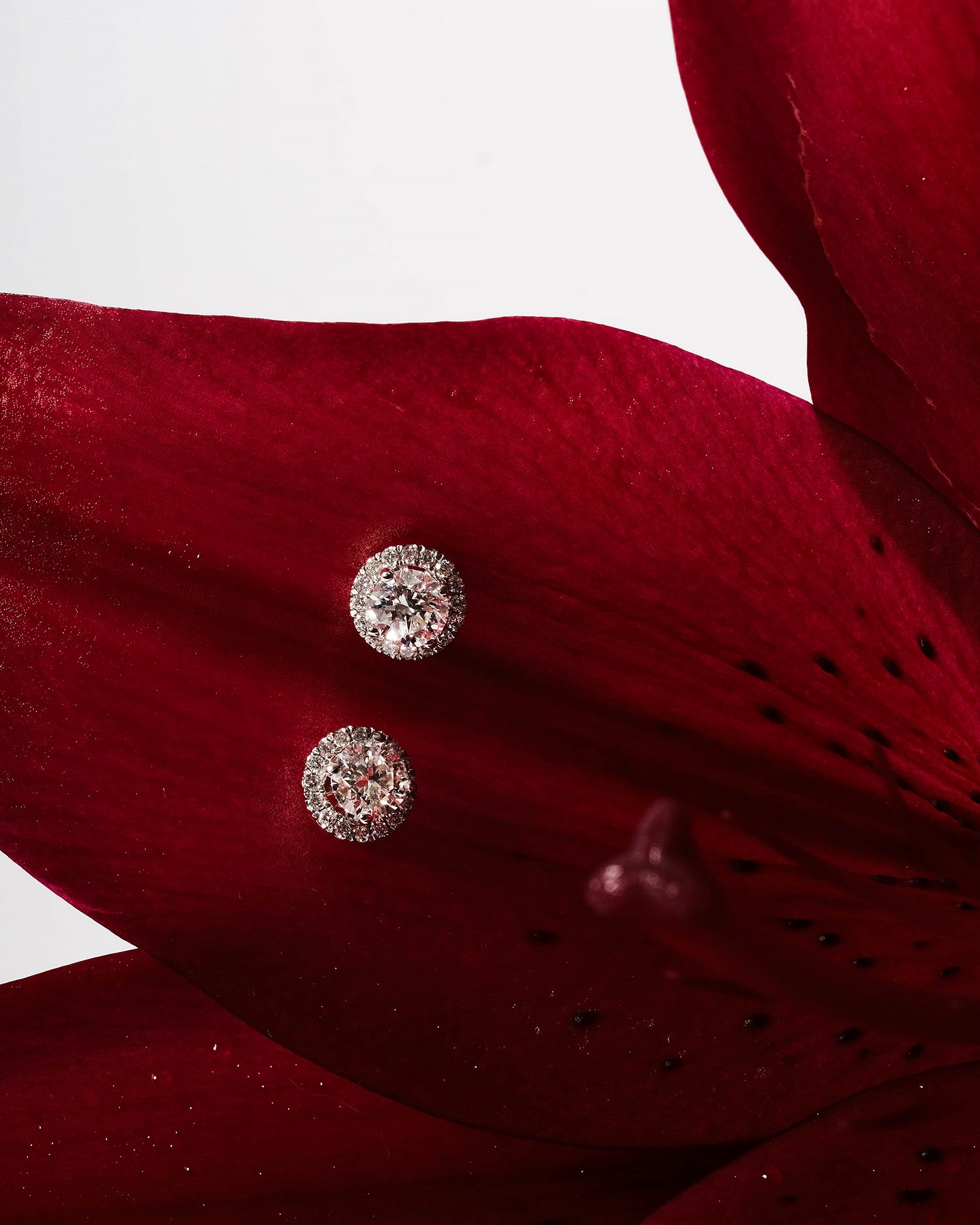 diamond halo studs fixed to red lillie flower with white background